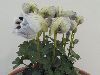 <em>Delphinium chrysotrichum tsarongense</em>